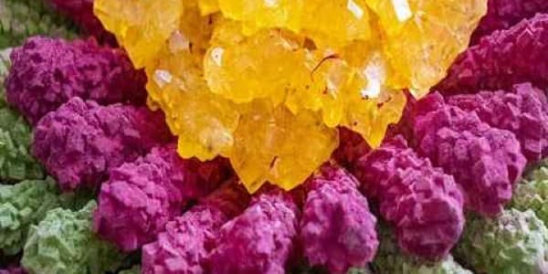 تصویر 3 از قیمت و خرید نبات شاخه ای رنگی + فروش ارزان